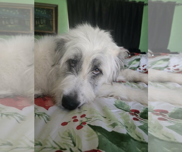 Medium Photo #6 Great Pyrenees Puppy For Sale in Spring, TX, USA