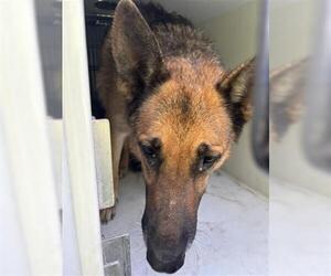 German Shepherd Dog Dogs for adoption in Houston, TX, USA
