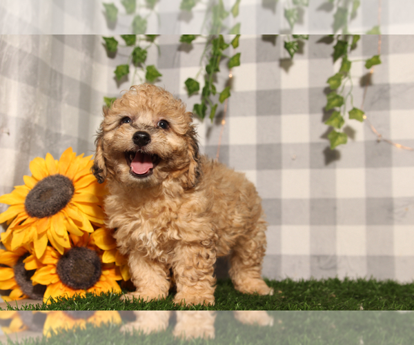 Medium Photo #2 Bichpoo Puppy For Sale in MARIETTA, GA, USA
