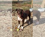 Small Photo #18 American Pit Bull Terrier-Unknown Mix Puppy For Sale in Rustburg, VA, USA