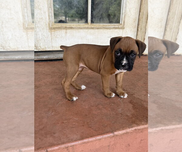 Medium Photo #3 Boxer Puppy For Sale in Lake Elsinore, CA, USA