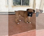 Small #2 Boxer