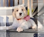Small Photo #3 Labradoodle Puppy For Sale in TAHLEQUAH, OK, USA