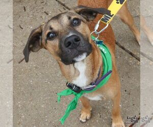 Quincy - Male Labrador Retriever-Unknown Mix Dog for Adoption