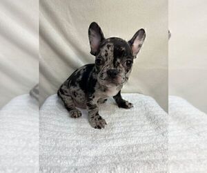 French Bulldog Puppy for sale in CHARLESTON, SC, USA