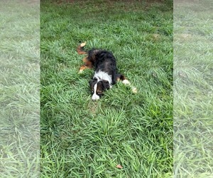Cayenne - Male Australian Shepherd-Unknown Mix Dog for Adoption - Photo #9