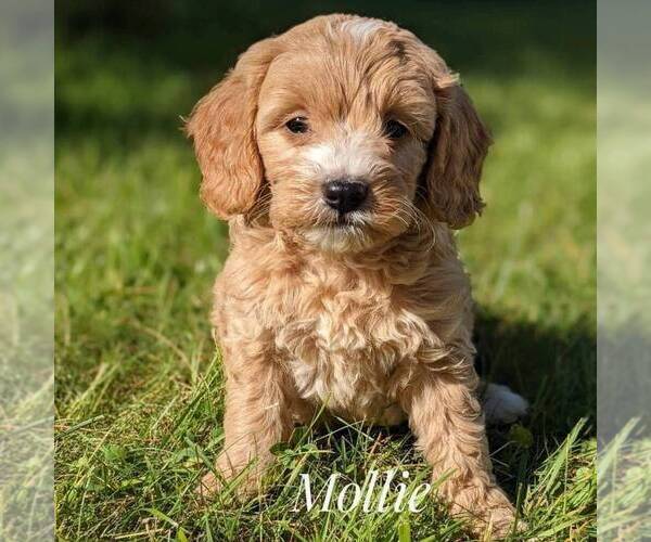Medium Photo #1 Goldendoodle (Miniature) Puppy For Sale in WITHEE, WI, USA