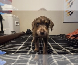 Snorkie Puppy for sale in CAPE CORAL, FL, USA