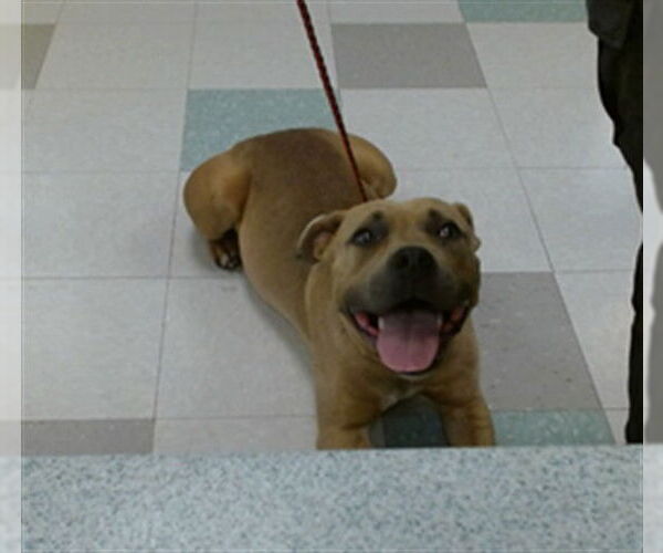 Medium Photo #1 Bulldog-Unknown Mix Puppy For Sale in Oklahoma City, OK, USA