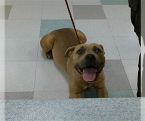 Bulldog-Unknown Mix Dogs for adoption in Oklahoma City, OK, USA