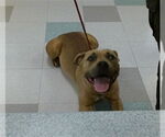 Small Bulldog Mix