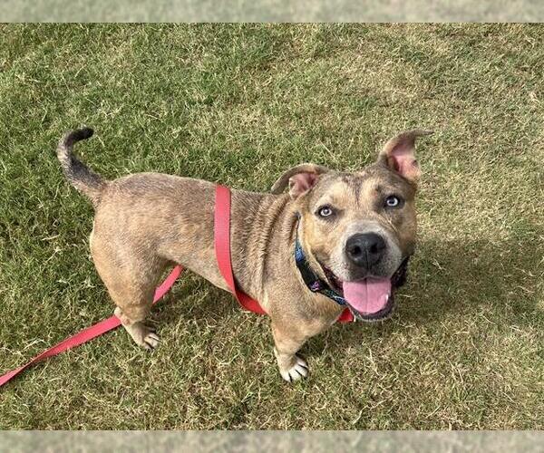 Medium Photo #2 American Pit Bull Terrier-Unknown Mix Puppy For Sale in Corpus Christi, TX, USA