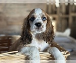 Small #2 Cocker Spaniel