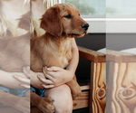 Puppy Teal Golden Retriever