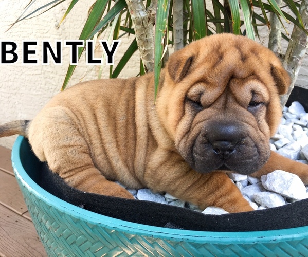 Medium Photo #1 Chinese Shar-Pei Puppy For Sale in SARASOTA, FL, USA