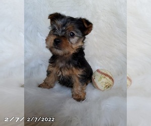 Yorkshire Terrier Puppy for sale in LOWELL, MA, USA