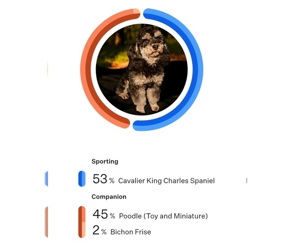 Medium Photo #1 Cavapoo (Miniature)-Saint Berdoodle Mix Puppy For Sale in MILLVILLE, MN, USA