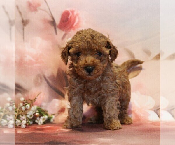 Medium Photo #5 Poodle (Toy) Puppy For Sale in COATESVILLE, PA, USA