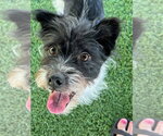 Small Norwich Terrier Mix