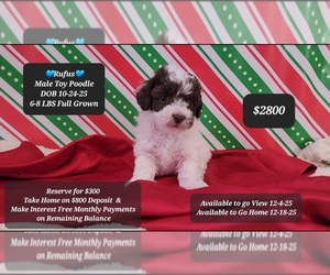 Poodle (Toy) Puppy for sale in TUCSON, AZ, USA