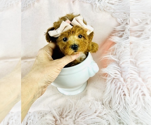 Medium Photo #10 Maltipoo Puppy For Sale in DACULA, GA, USA