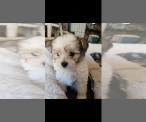 Maltipoo-Pomeranian Mix Puppy for sale in PERRIS, CA, USA