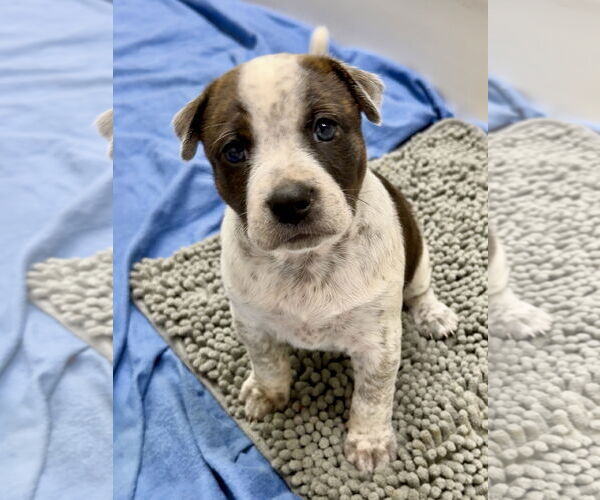 Medium Photo #1 Catahoula Leopard Dog-Unknown Mix Puppy For Sale in Green Forest, AR, USA