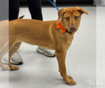 Small #1 Retriever  Mix
