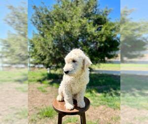 English Cream Golden Retriever-Poodle (Miniature) Mix Puppy for sale in CHUCKEY, TN, USA