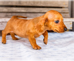 Small Photo #41 Dachshund Puppy For Sale in WAKARUSA, IN, USA