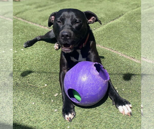 Medium Photo #7 American Pit Bull Terrier Puppy For Sale in Berkeley, CA, USA
