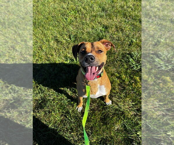 Medium Photo #3 Mutt Puppy For Sale in South Bend, IN, USA