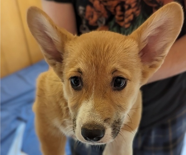 Medium Photo #1 Pembroke Welsh Corgi Puppy For Sale in VANCOUVER, WA, USA