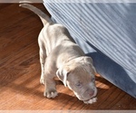 Small Photo #7 American Bully Puppy For Sale in WINCHESTER, VA, USA