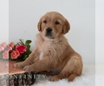 Small #3 Golden Retriever