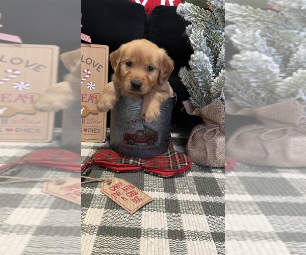 Medium Photo #31 Golden Retriever Puppy For Sale in LAKELAND, FL, USA
