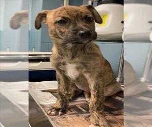 Plott Hound Dogs for adoption in San Antonio, TX, USA