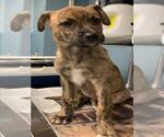 Small Plott Hound