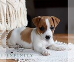 Small #1 Jack Russell Terrier