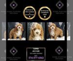 Puppy Capper AKC Poodle (Toy)