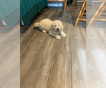Small Photo #2 Pyredoodle Puppy For Sale in DOVER, MO, USA