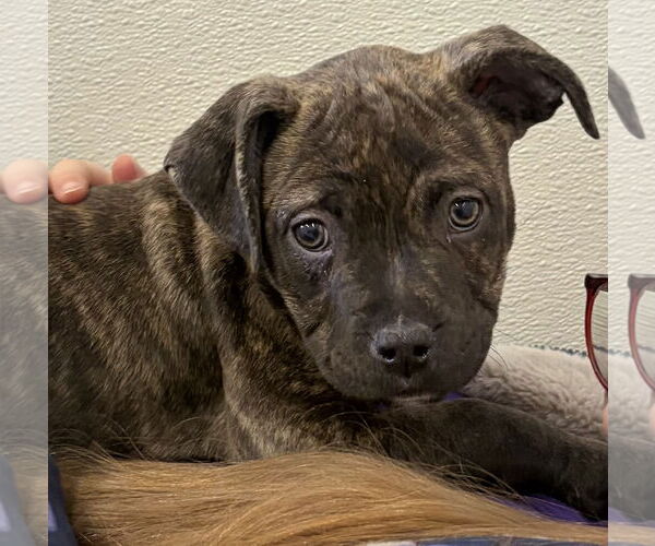 Medium Photo #5 Mutt Puppy For Sale in Clarkston, MI, USA