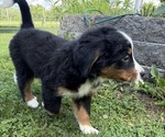 Small Photo #36 Bernese Mountain Dog Puppy For Sale in SPRINGFIELD, OH, USA
