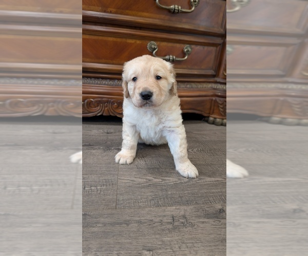 Medium Photo #6 Golden Retriever Puppy For Sale in SACRAMENTO, CA, USA