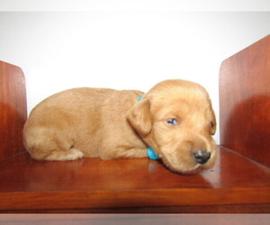 Labradoodle Puppy for sale in KOKOMO, IN, USA