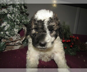 Saint Berdoodle Puppy for sale in STURGIS, MI, USA