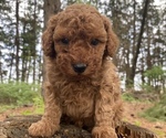 Puppy Benedict Poodle (Miniature)