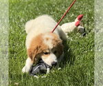 Small #3 Great Pyrenees