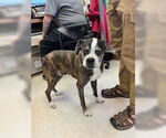 Small #3 Boxer