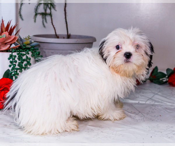 Medium Photo #10 Shih Tzu Puppy For Sale in WAKARUSA, IN, USA